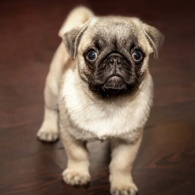 Essential Oils For Pets