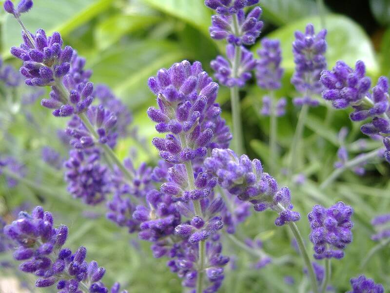Lavender Essential Oil For Relaxation