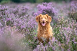 Essential Oils Safe for Dogs lavender
