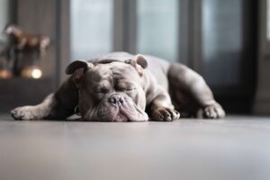 Essential Oils Safe for Dogs camomile